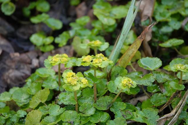 Chrysosplenium alternifolium, cresson doré